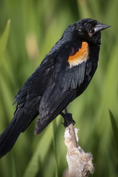 Red-winged Blackbird, Kinsmen Lake, Strathmore, Alberta, June 18, 2021
