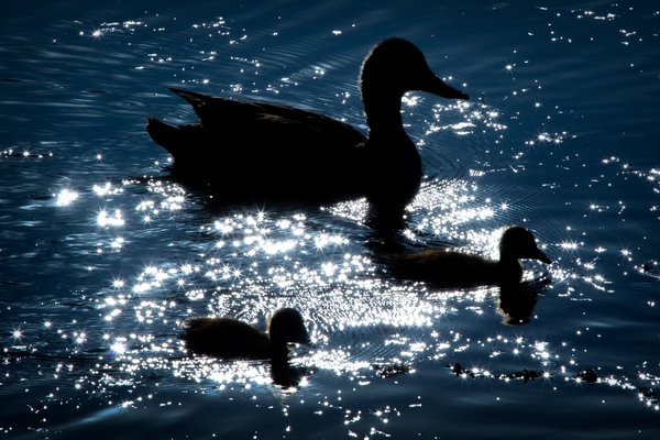Backlit Mother & Baby Ducks, Kinsmen Lake, Strathmore, Alberta, June 18, 2021