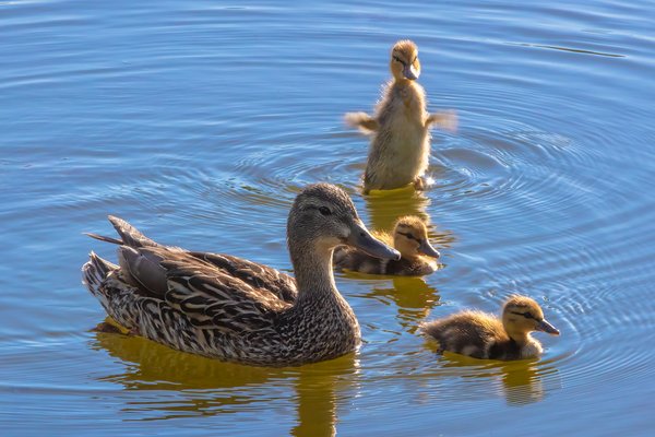 Oh Duck It!, Kinsmen Lake, Strathmore, Alberta, June 18, 2021