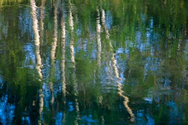 Trees Reflected, Irrigation Canal East of Golf Course, Strathmore, Alberta, June 18, 2021