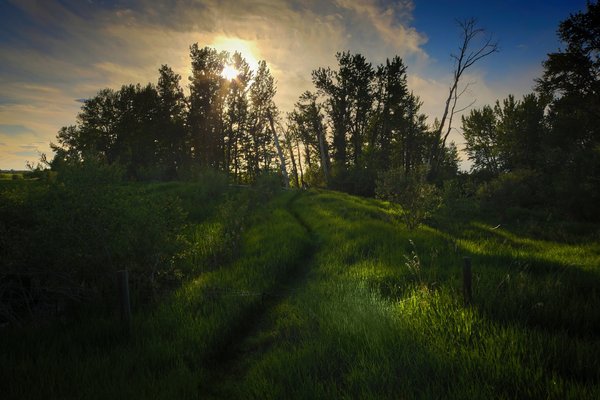 Path Into Trees Near Irrigation Canal East of Golf Course, Strathmore, Alberta, June 18, 2021