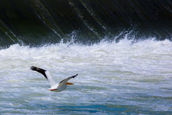Fleeing Pelican, Dam, Wyndham-Carseland Provincial Park, June 20, 2021