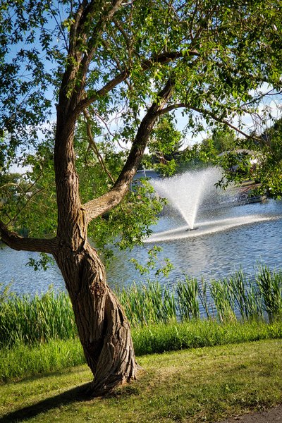 Fountain Through Tree, Kinsmen Lake, Strathmore, Alberta, June 21, 2021