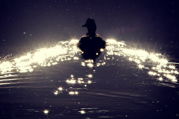 Duck Duck Go, Kinsmen Lake, Strathmore, Alberta, June 21, 2021