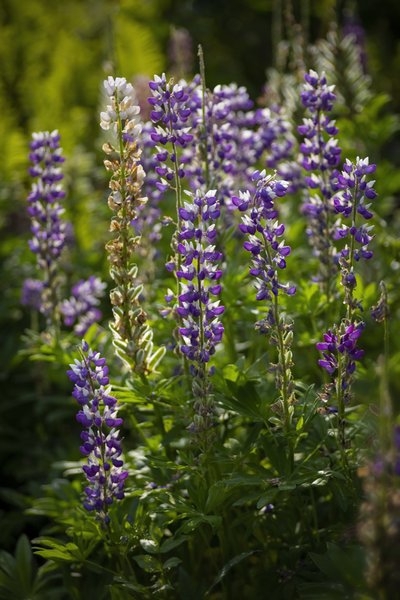 Purple Flowers, Lambert Park, Strathmore, Alberta, June 24, 2021