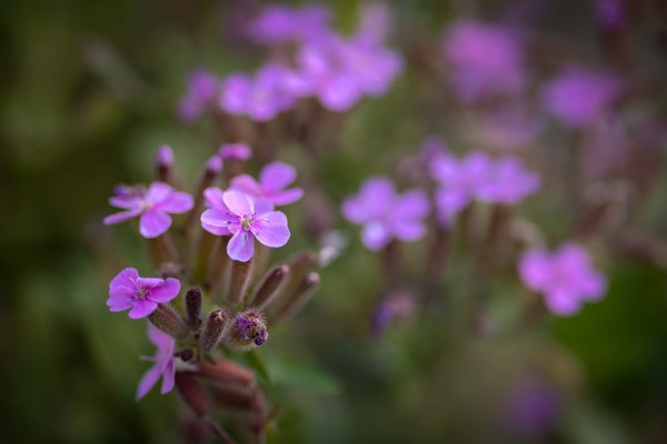 Pretty In Pink-ish, Lambert Park, Strathmore, Alberta, June 25, 2021