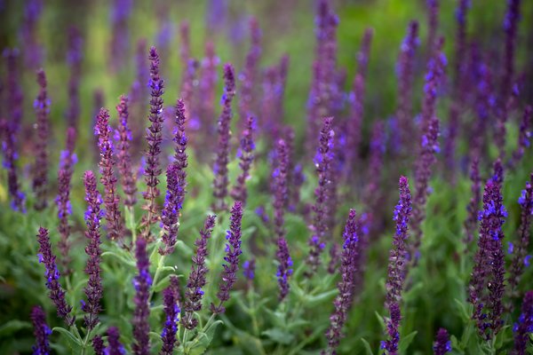 Purple Something Somethings, Lambert Park, Strathmore, Alberta, June 25, 2021