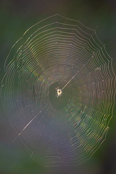 Web of Intrigue, Farm Near Indus, Alberta, June 27, 2021