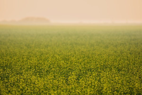 Forest Fire Smoke Haze Over Canola, Indus, Alberta, July 15, 2021