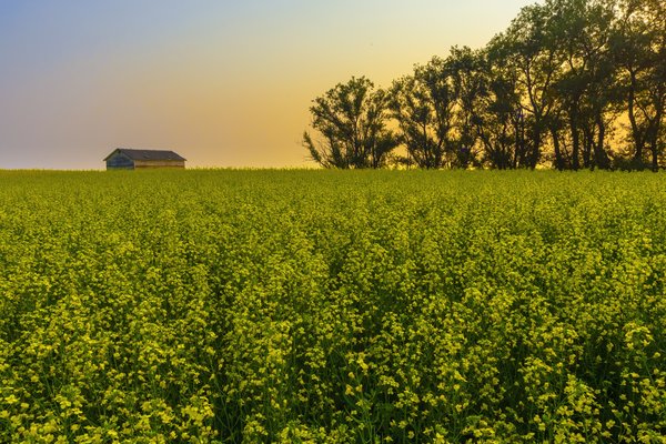 Old Shed In Canola At Dusk, Indus, Alberta, July 15, 2021