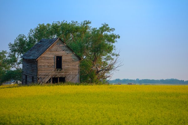 Barn and Canola, Indus, Alberta, July 15, 2021