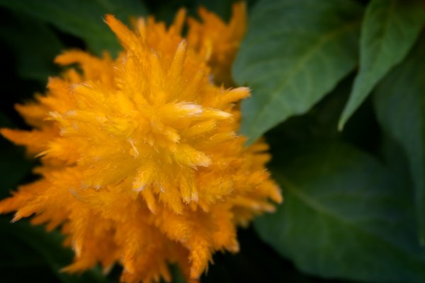 Yellow Thingy, Front Porch Flowers, Strathmore, Alberta, July 16, 2021