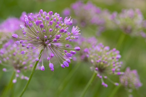 Allium Up Front 2 of 2, Lambert Park, Strathmore, Alberta, July 16, 2021