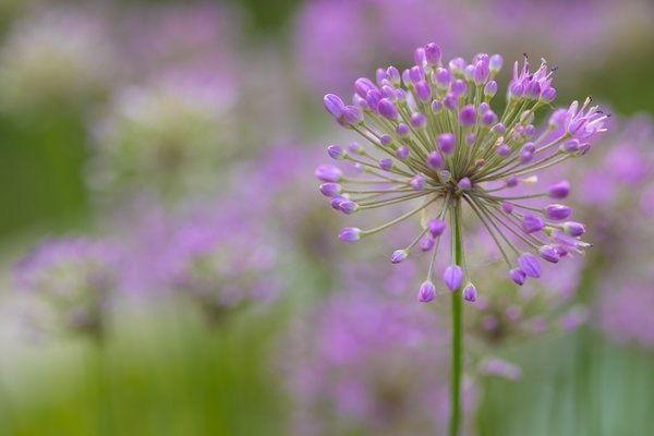 Allium Up Front, Lambert Park, Strathmore, Alberta, July 16, 2021