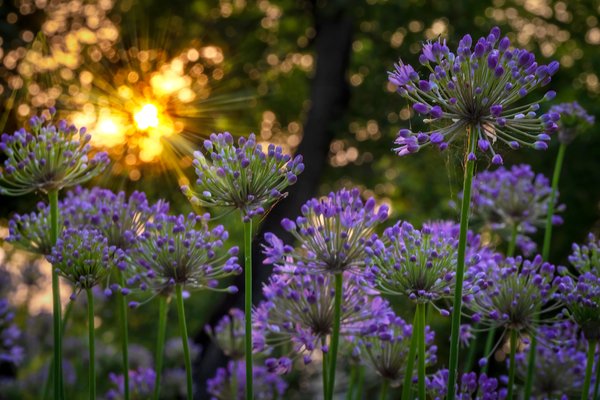 Immature Alliums at Sunset, Strathmore, Alberta, July 16, 2021