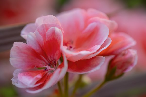Think Pink, Flower Bed Find, Strathmore, Alberta, July 30, 2021