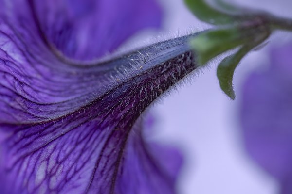 Coming in the Back, Flower Bed Find, Strathmore, Alberta, July 30, 2021
