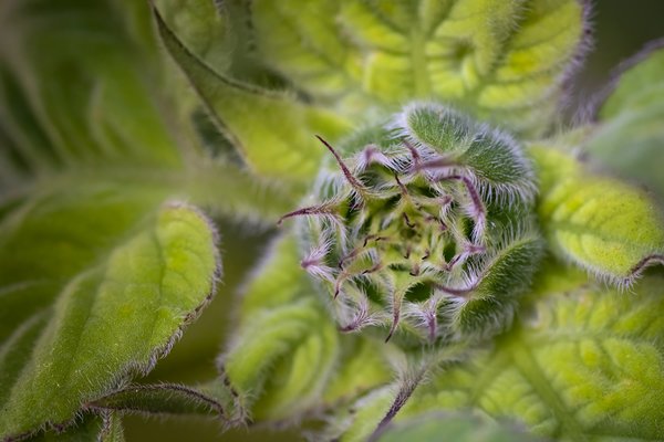 Not Creepy At All, Flower Bed Find, Strathmore, Alberta, July 30, 2021