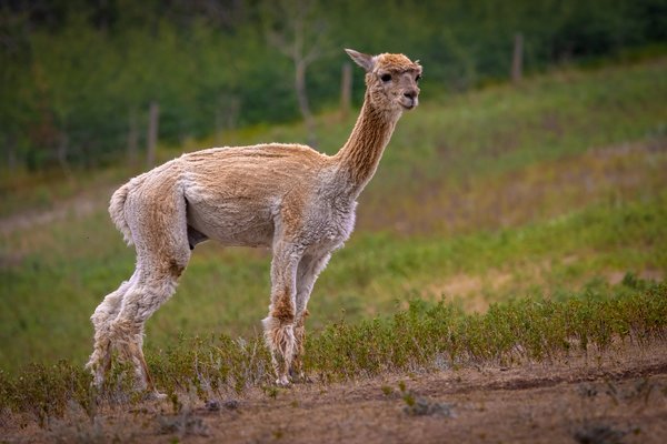 Freshly Shorn, Kirk's Alpaca Farm, Torrington, Alberta, August 02, 2021