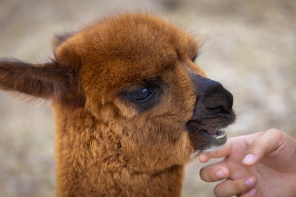 I'll Tickle Your Pickle, Kirk's Alpaca Farm, Torrington, Alberta, August 02, 2021