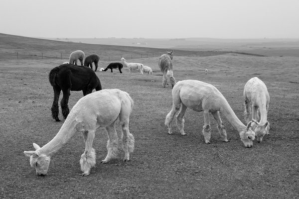 Herd Grazing On A Smoky Day, Kirk's Alpaca Farm, Torrington, Alberta, August 2nd, 2021