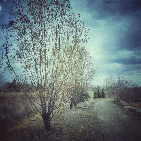The first blush of green on a tree this spring