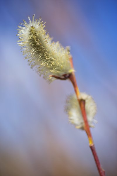 Mature Pussy Willow, Gray's Park