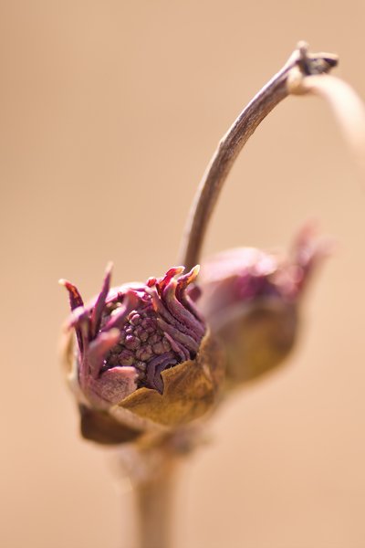 Macro of a something something bud
