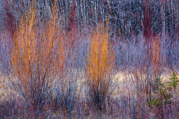 New willow growth.