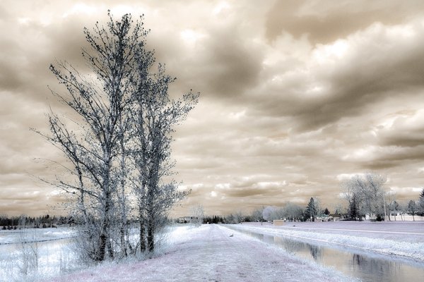 Tree by Canal, Faux Colour Infrared