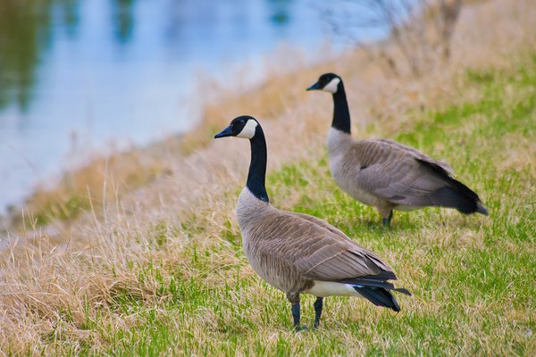 Deuce Goose, Strathmore Irrigation Canals