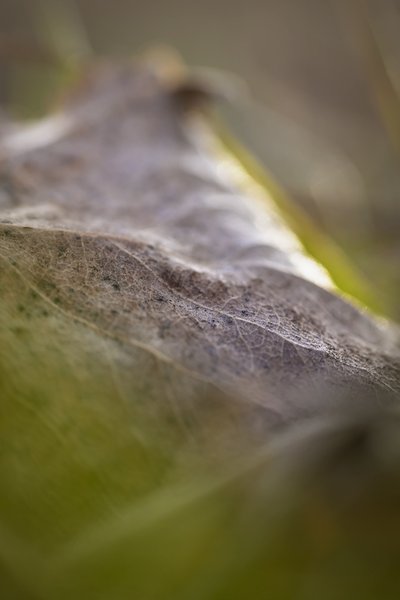 Leaf Me Alone