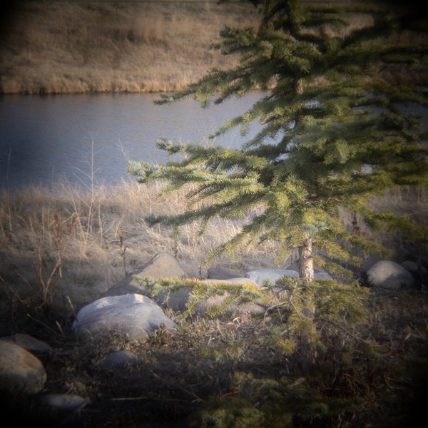 Spruced, Holgamatic