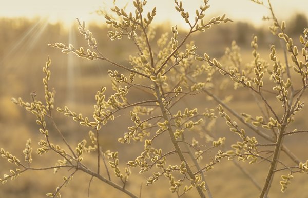 Pussy Willows at Dusk