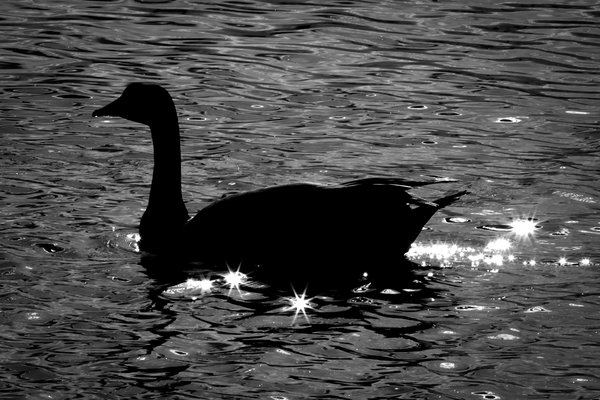Blackened Goose, Gray's Pond, 2022-05-11