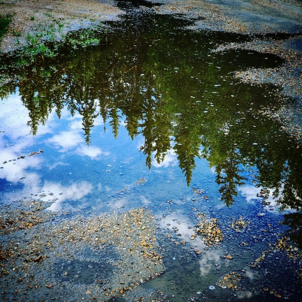 Trees and sky in puddle