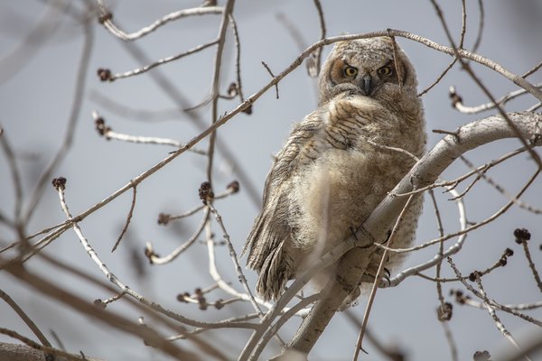 Young Horned Owl 02, Kinsment Lake, 2022-05-14