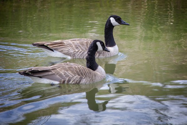 Like An Old Married Couple, Canada Geese, West Side Irrigation Canals, Strathmore, AB, 2022-05-16