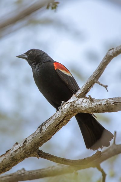Red Winged Blackbird, Chillin' Like A Villain, Kinsmen Lake, 2022-05-16