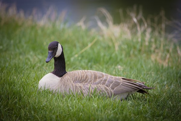 Down Time, Canada Goose, Irrigation Canal North of Downtown, Strathmore, AB, 2022-05-17