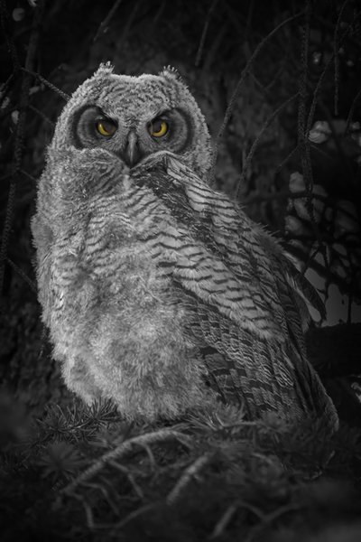 Young Horned Owl 01, Kinsment Lake, 2022-05-17