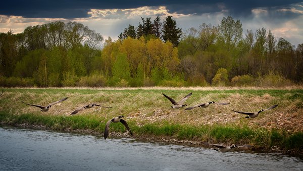 Spooked Geese, Irrigation Canal North of Downtown, Strathmore, AB, 2022-05-17