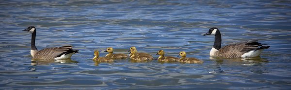 Geese & Goslings, En Train de Passer, Irrigation Canal, Strathmore, AB, 2022-05-20