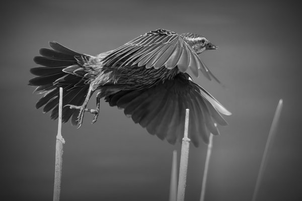 Female Red-winged Blackbird Launching, Kinsmen Park, 2022-05-31