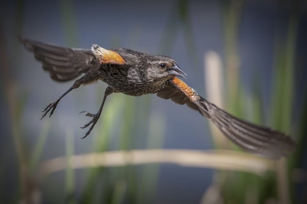 Female Red-winged Blackbird Taking Flight, Kinsmen Park, 2022-05-31