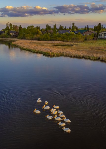 Pelican Flotilla at Dusk, Gray's Pond, Strathmore, AB, 2022-06-01