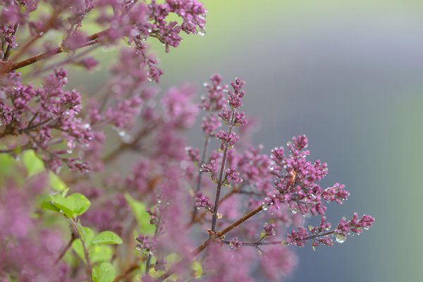 Lilac Bush Flower Buds During Light Shower, Strathmore, AB, 2022-06-05