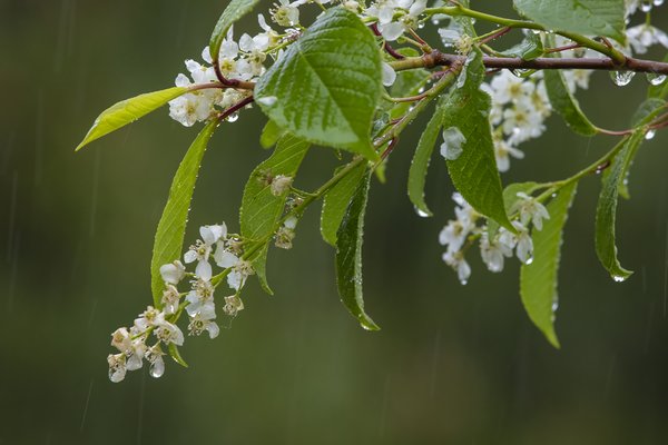 Mayflower Tree Blossoms During Light Shower, Strathmore, AB, 2022-06-05