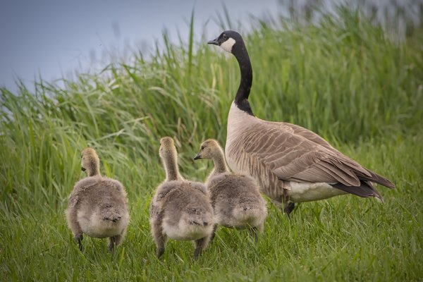 Three Pack of Goslings, Irrigation Canal, Strathmore, AB, 2022-06-06