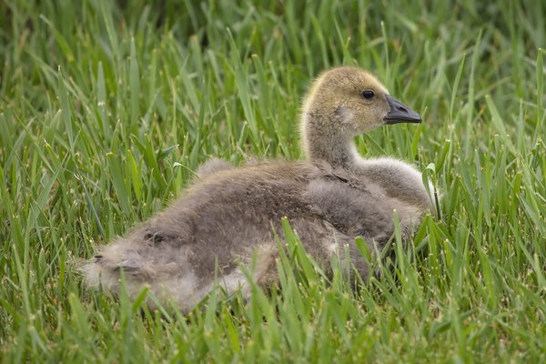 Newly Independent Gosling, Irrigation Canal, Strathmore, AB, 2022-06-06